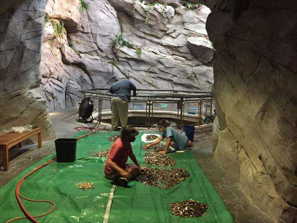 Petugas mengumpulkan koin di North Carolina Aquarium.