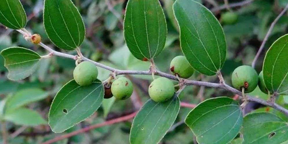 Daun Bidara