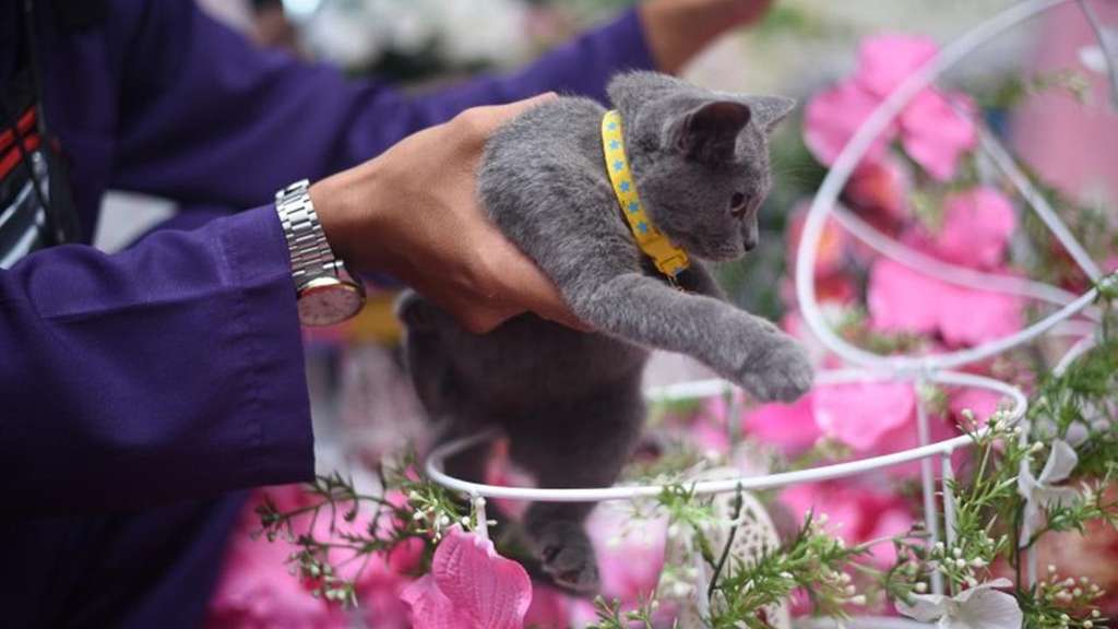 Seserahan Kucing Seserahan Kucing