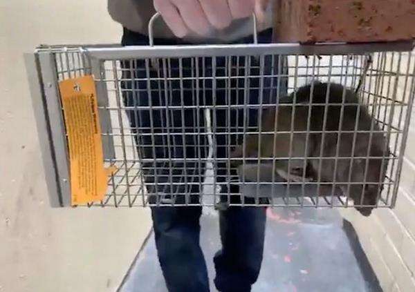 Tikus yang tertangkap besarnya sama dengan seekor kelinci.