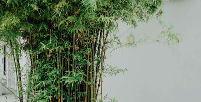Tanaman bambu