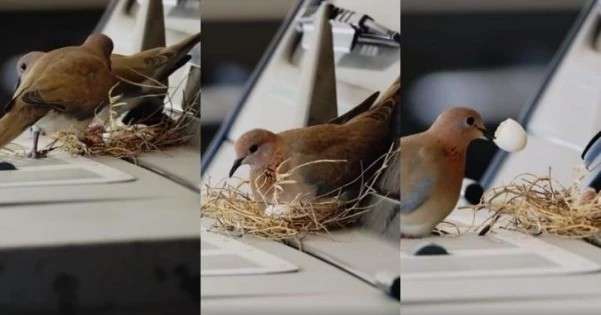Sarang Burung Merpati Sarang Burung Merpati