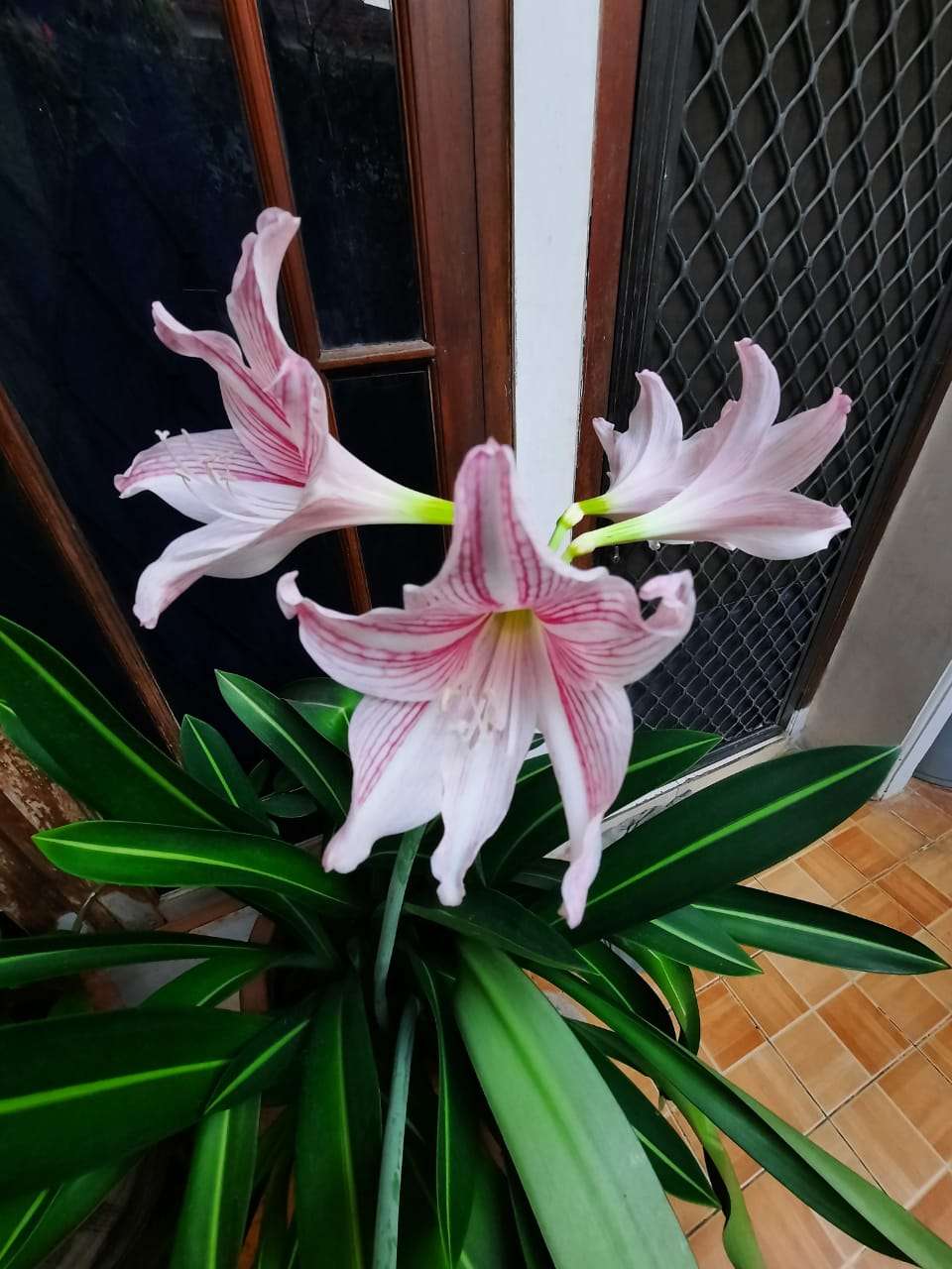 Hasil Foto Ultra Wide Lens Samsung Galaxy A51