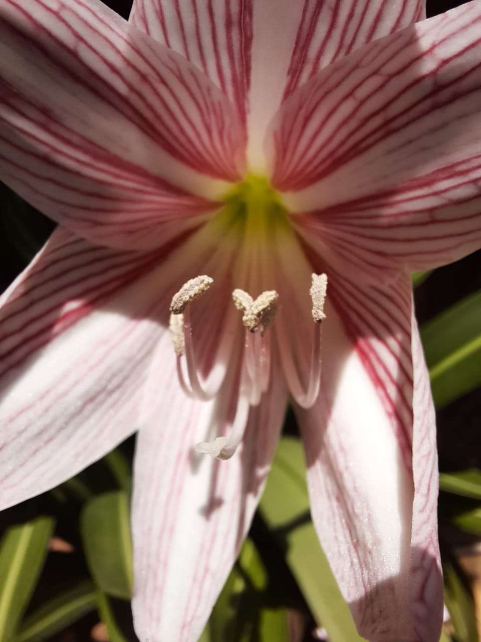 Hasil Foto Macro Lens Samsung Galaxy A51