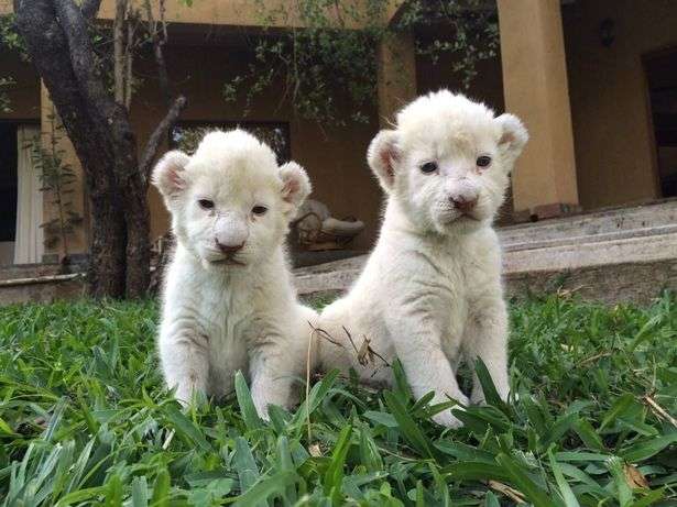 Singa
