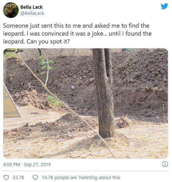 Bisakah kamu menemukan macan tutul di gambar ini?