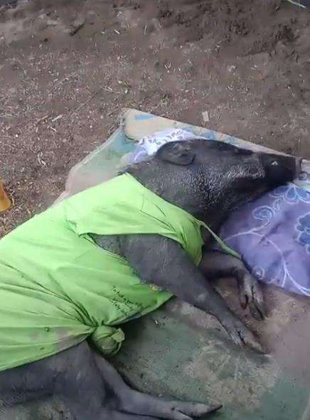 Babi hutan tak mau tidur jika tak diberi bantal dan selimut.