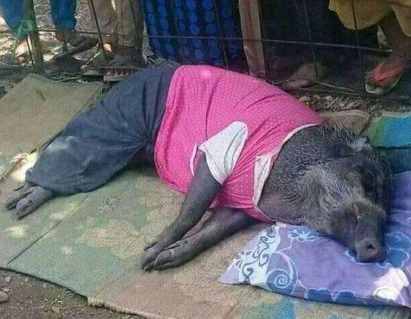 Babi hutan tak mau makan jika tak diberi nasi dan susu.