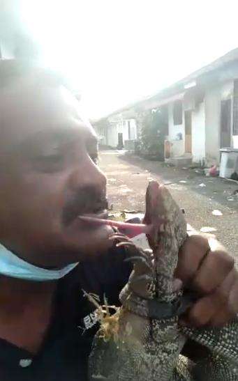 Pria makan biawak hidup-hidup.