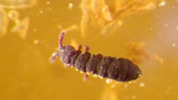 Collembolan