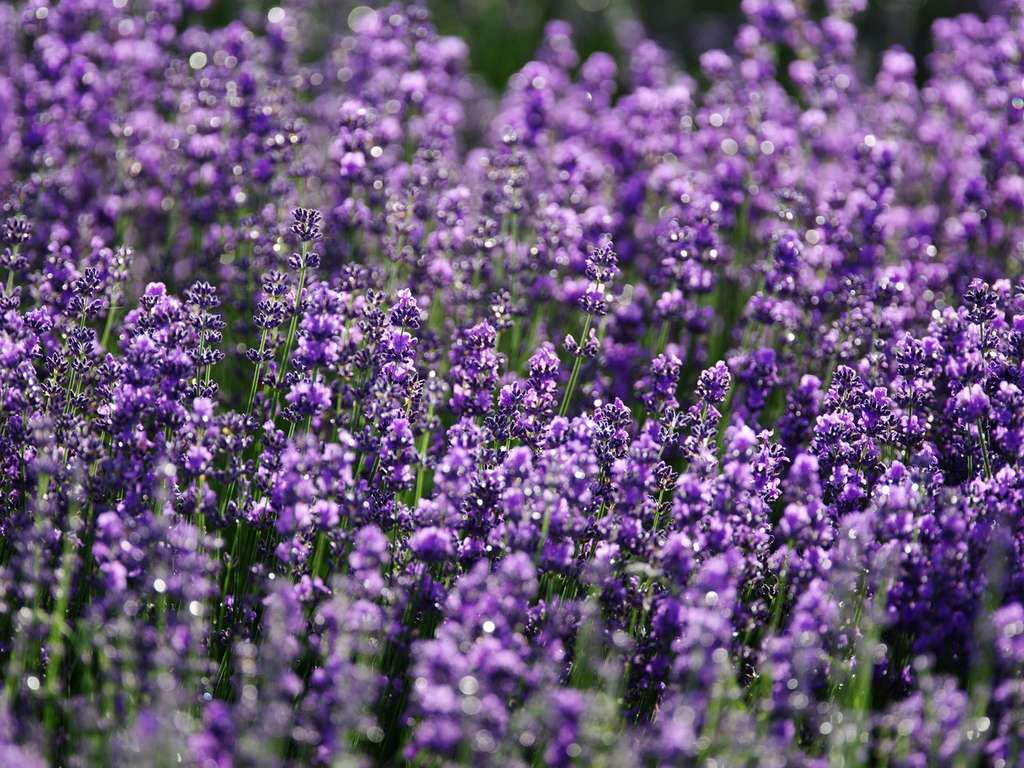 Menanam Lavender
