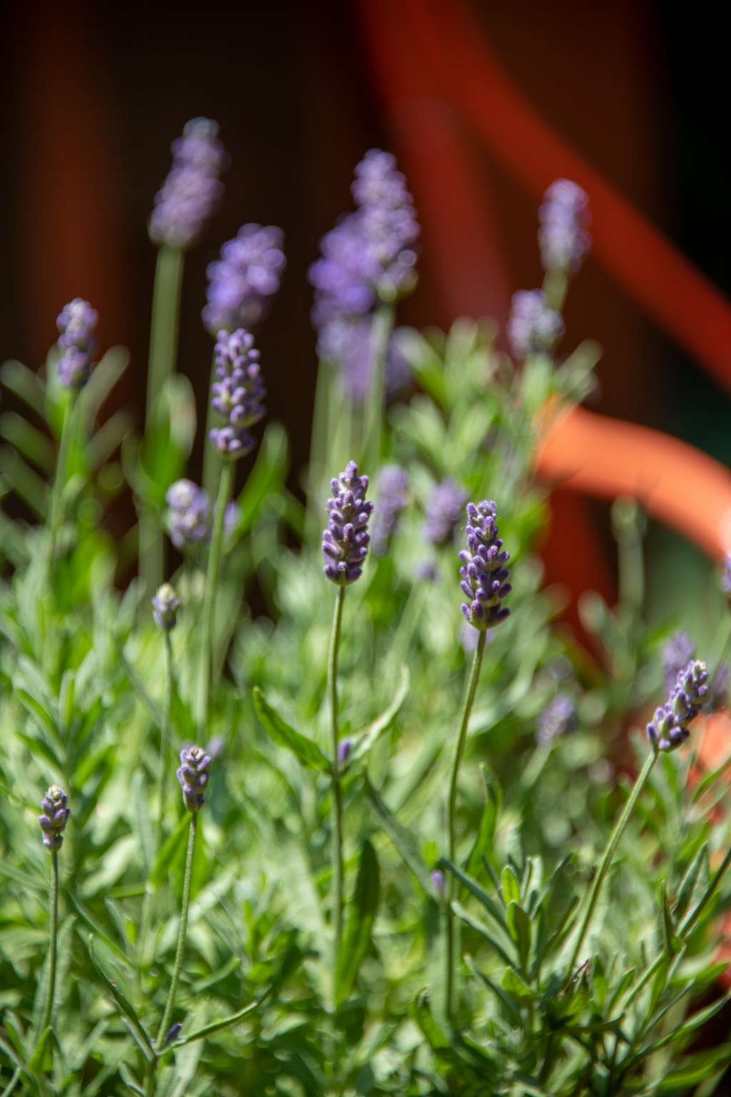 Menanam Lavender