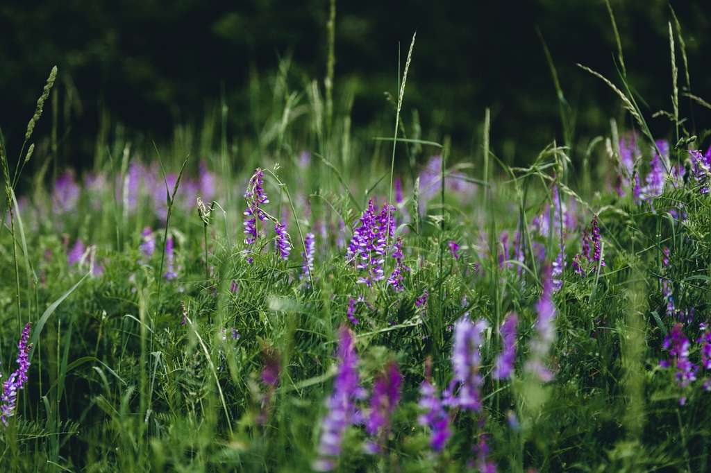 Menanam Lavender