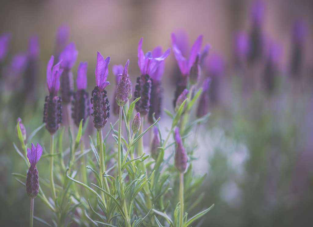 Menanam Lavender