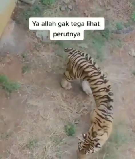Harimau kurus Harimau kurus