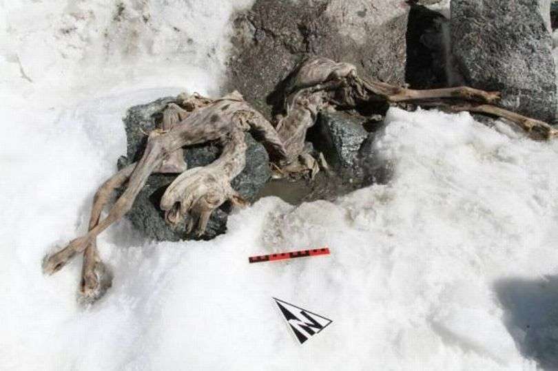 Hermann menemukan mumi di pegunungan Alpen