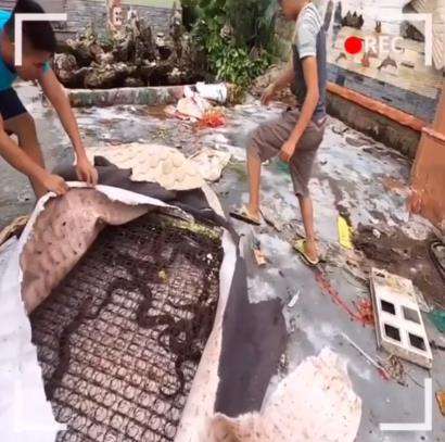 Springbed jadi sarang puluhan ekor ular.