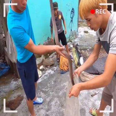 Evakuasi ular dari springbed dengan tangan kosong.