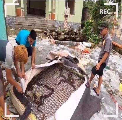 Begitu springbed dibongkar, puluhan ular bersarang di dalam.