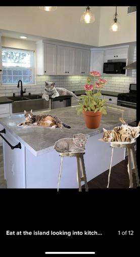 Butuh tambahan beberapa gambar kucing.