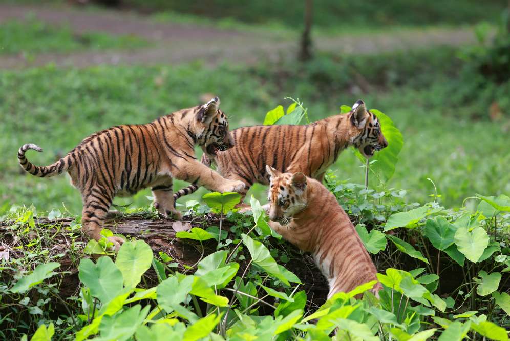 Ragunan