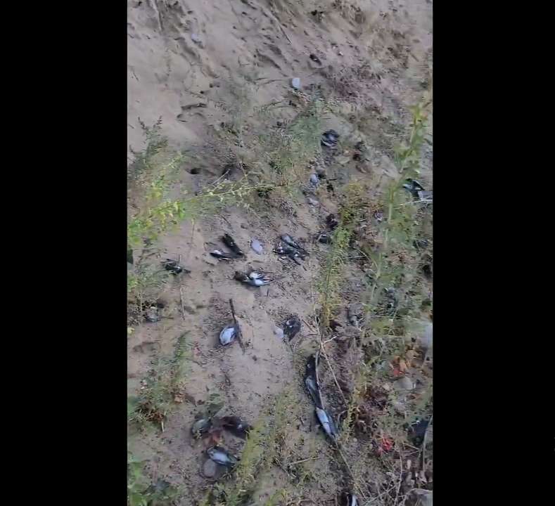 Jutaan burung mati