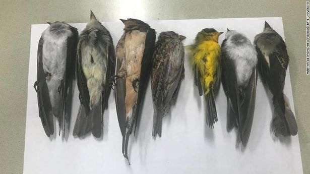 Jutaan burung mati