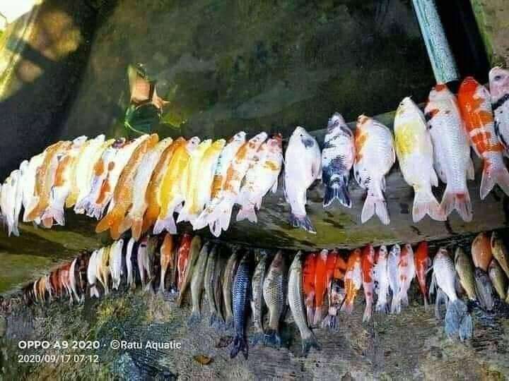 Ikan Koi yang Mati Seketika saat Dikuras