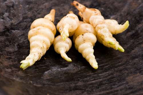 Crosnes