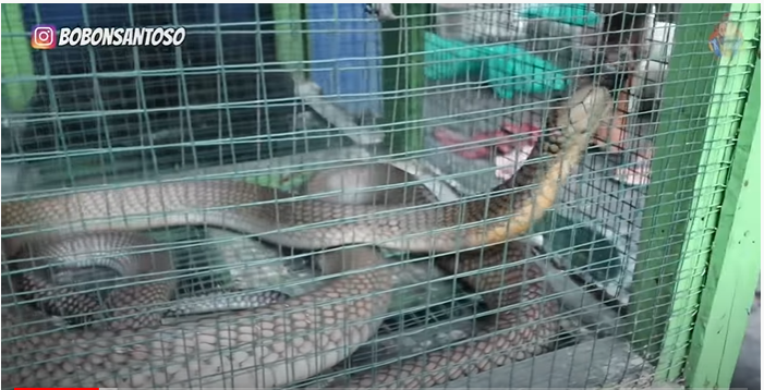 King cobra