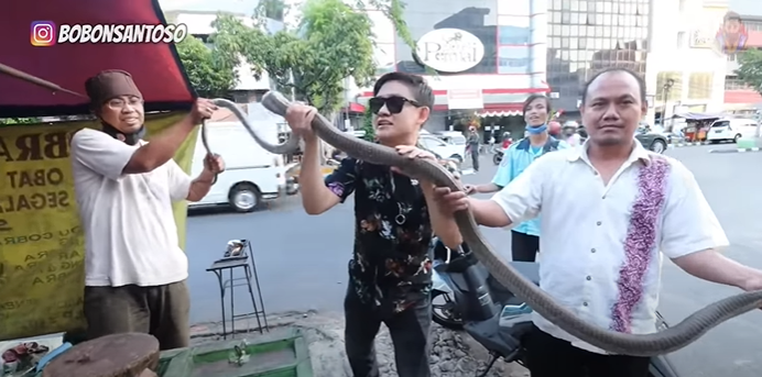King cobra