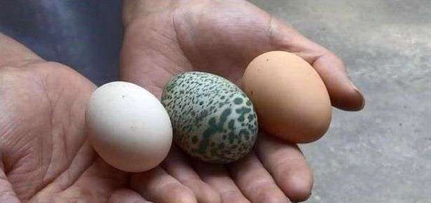 telur berwarna hijau