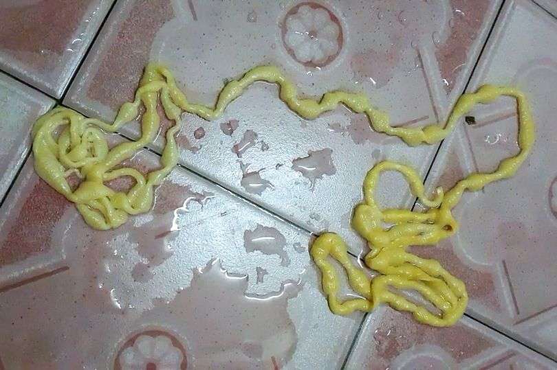 Cacing pita