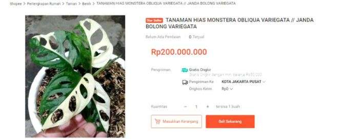 Janda Bolong Rp200 Juta