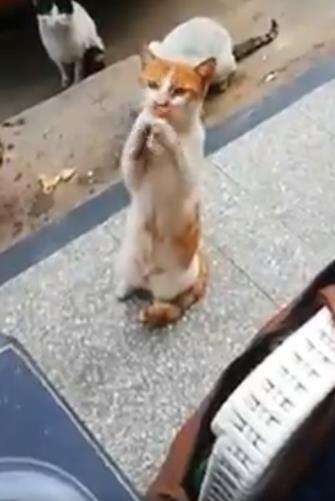 Kucing duduk dan menggoyangkan kaki depan untuk minta makan.