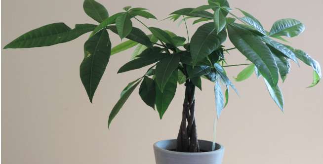 Money Tree
