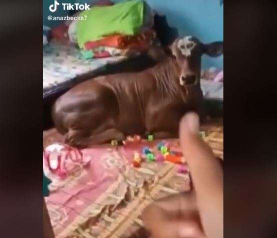Anak sapi santuy