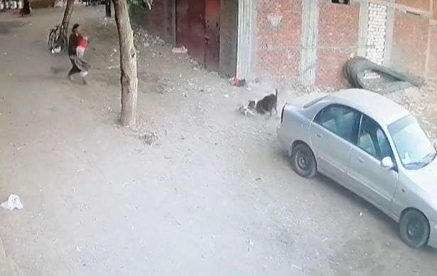 aksi heroik kucing