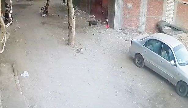 aksi heroik kucing
