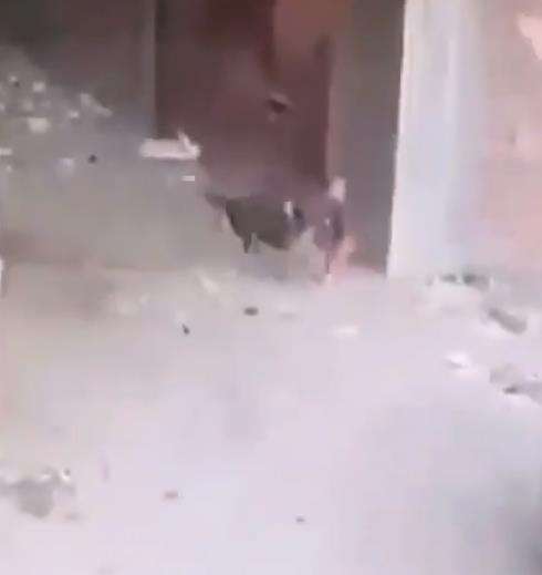 Anak kecil itu tiba-tiba diserang seekor anjing hingga tersungkur.