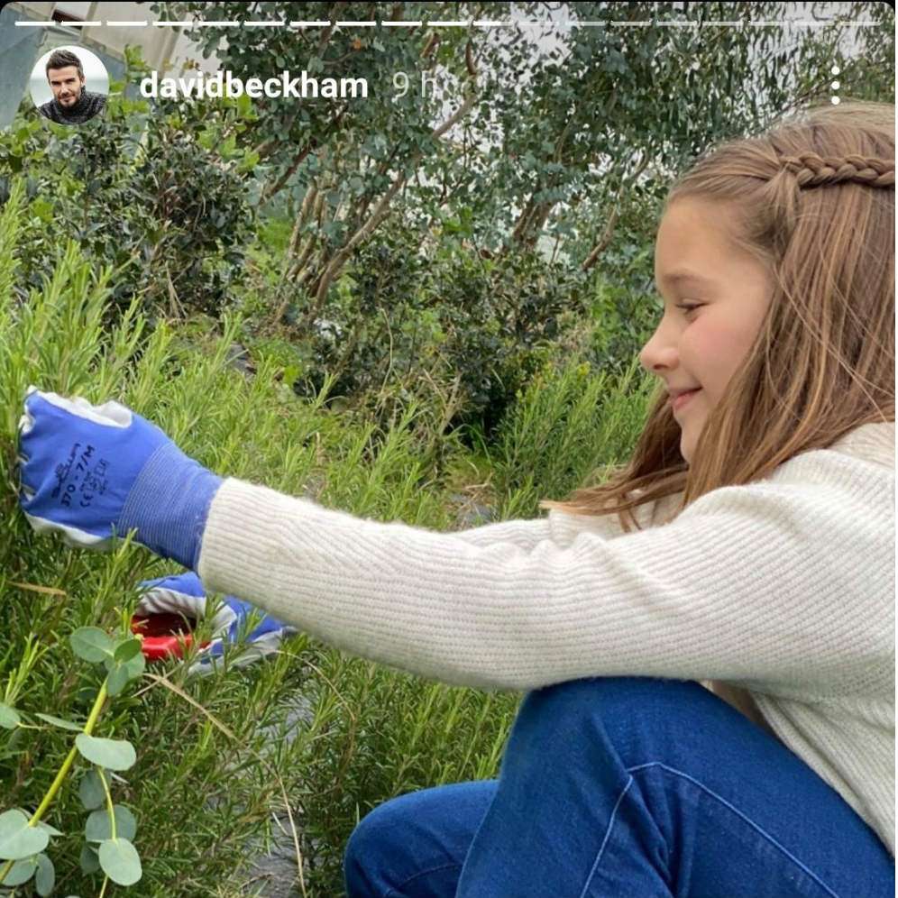 Harper Beckham