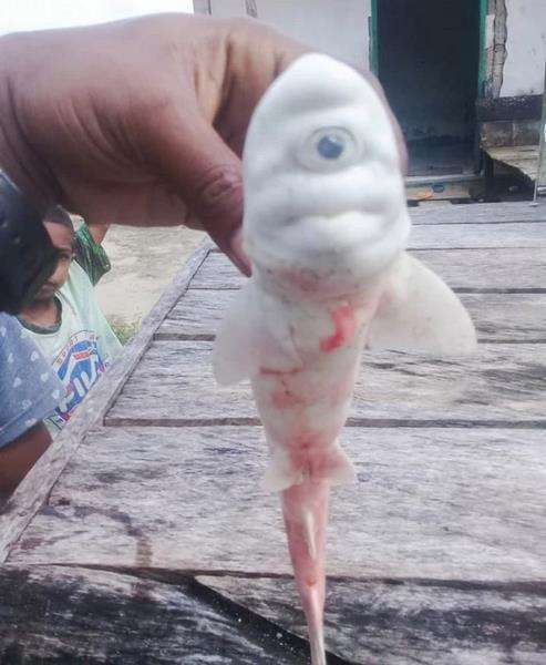 Hiu albino bermata satu.