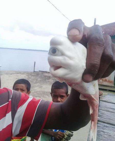 Hiu albino bermata satu ini sebenarnya lahir cacat.