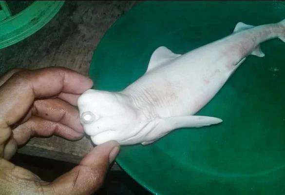 Hiu aneh berwarna putih ditemukan nelayan Maluku.