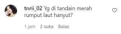 Rumput laut hanyut itu.