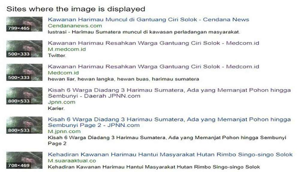 Foto Harimau Foto Harimau