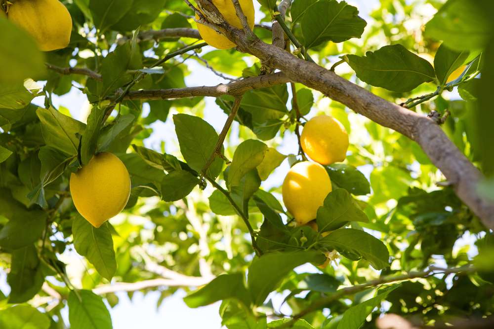 Ilustrasi Lemon