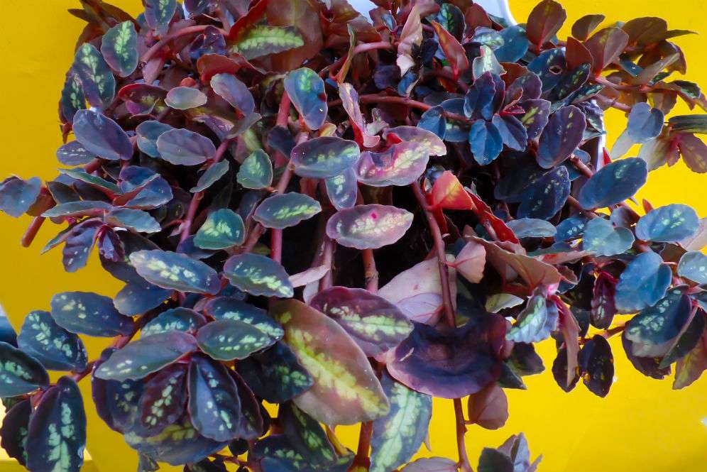 Tradescantia