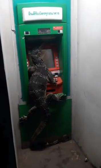 Biawak cek saldo di ATM