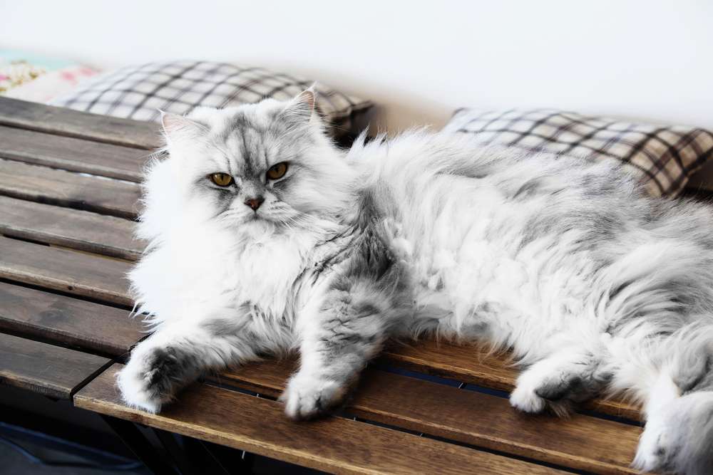 7 Jenis Kucing yang Bulunya Panjang, Bikin Happy buat Dibelai